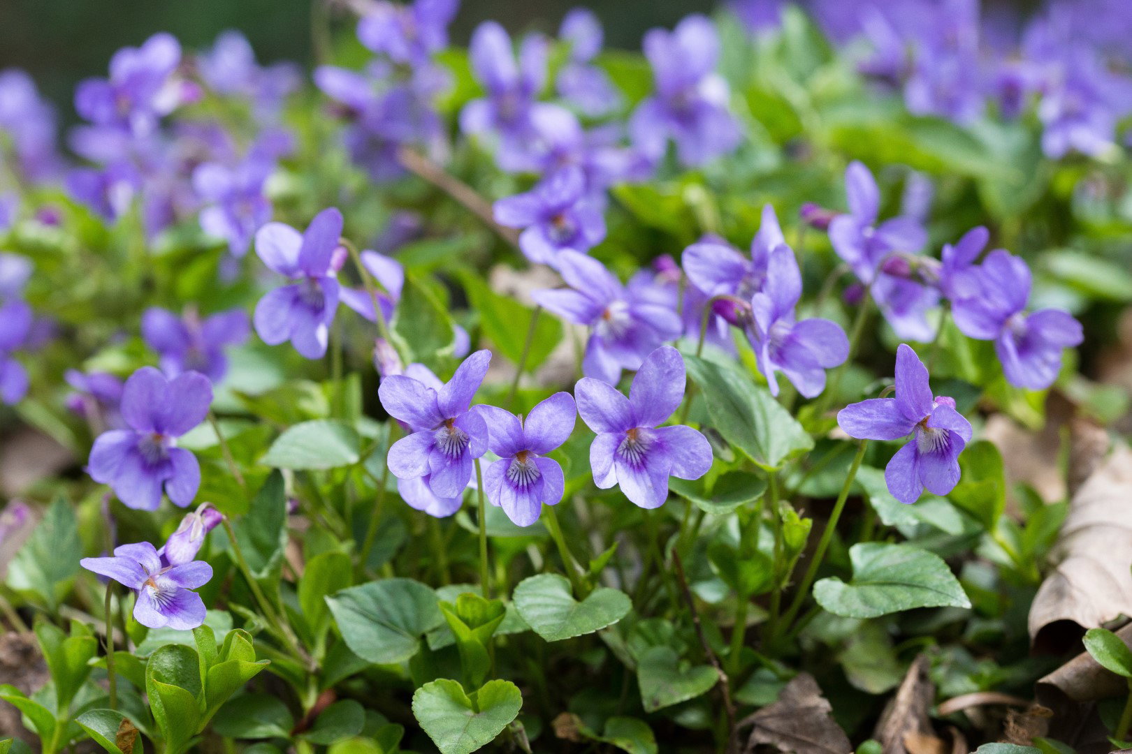 fiołek wonny Viola odorata