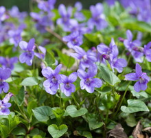 fiołek wonny Viola odorata