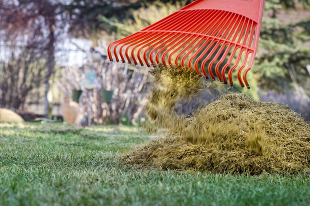 grabienie trawnika po zimie