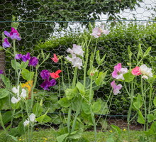 groszek pachnący lathyrus odoratus