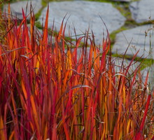 imperata imperata cylindrica