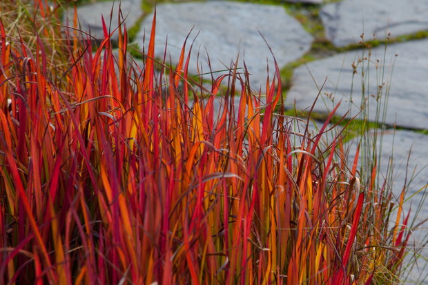 imperata imperata cylindrica