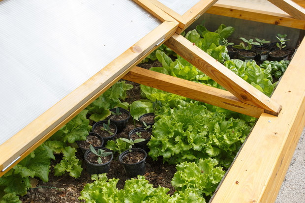 inspekt w warzywniku