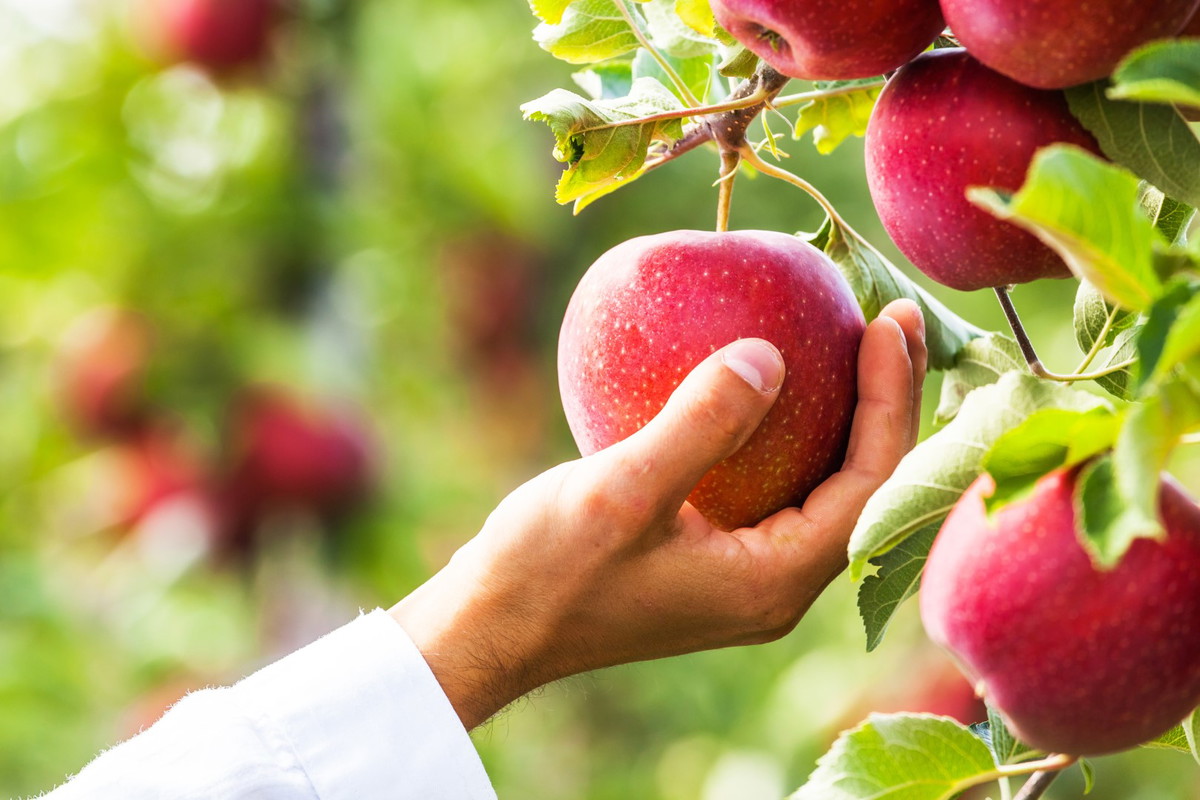 jabłka sad
