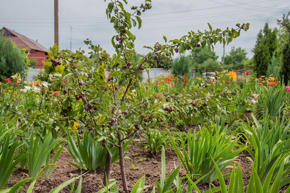 jabłoń malus pumila