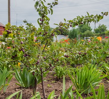 jabłoń malus pumila