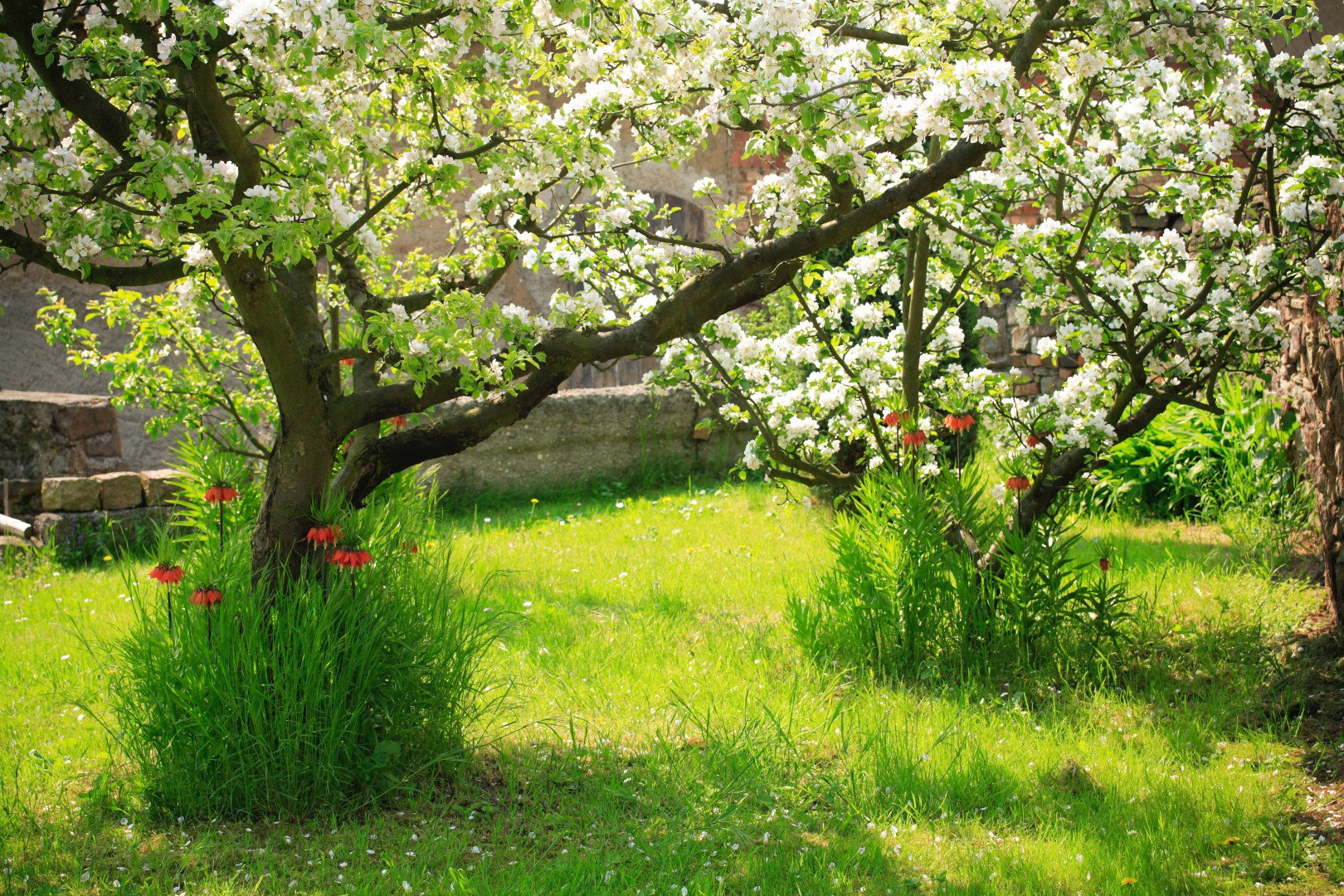 jabłoń sad przydomowy