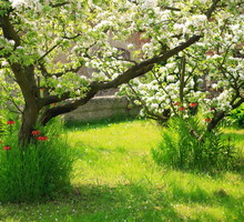 jabłoń sad przydomowy