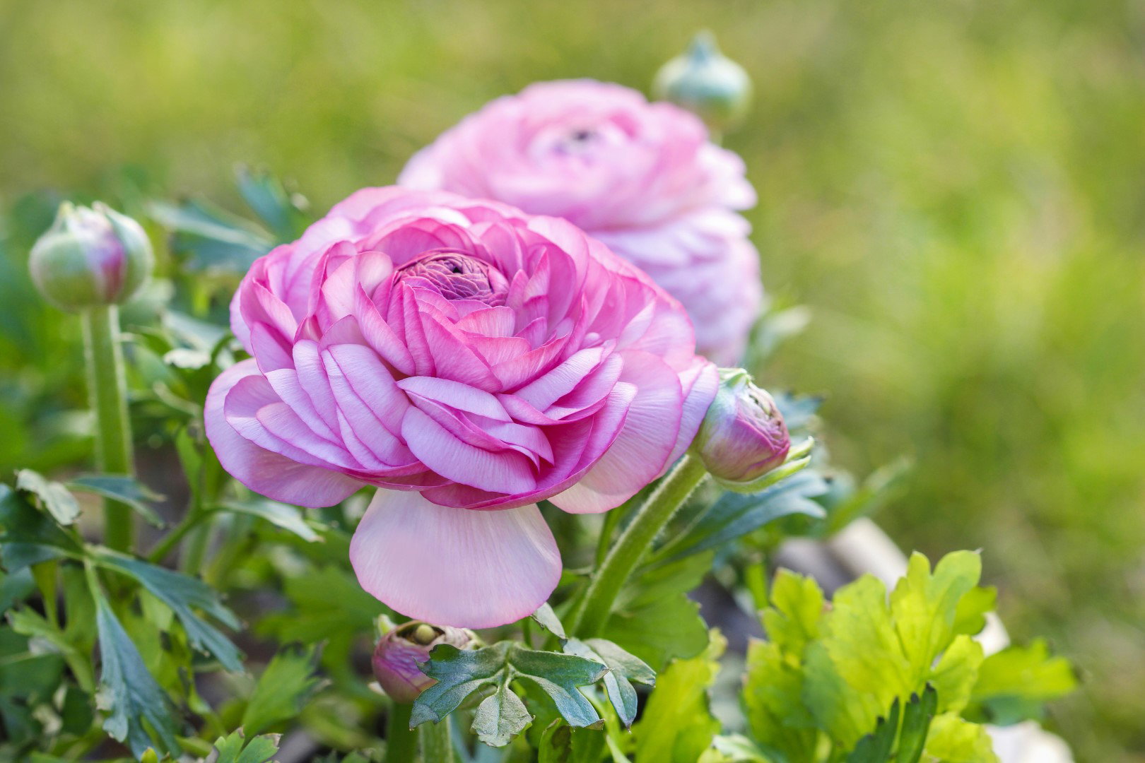 Jaskier azjatycki Ranunculus asiaticus