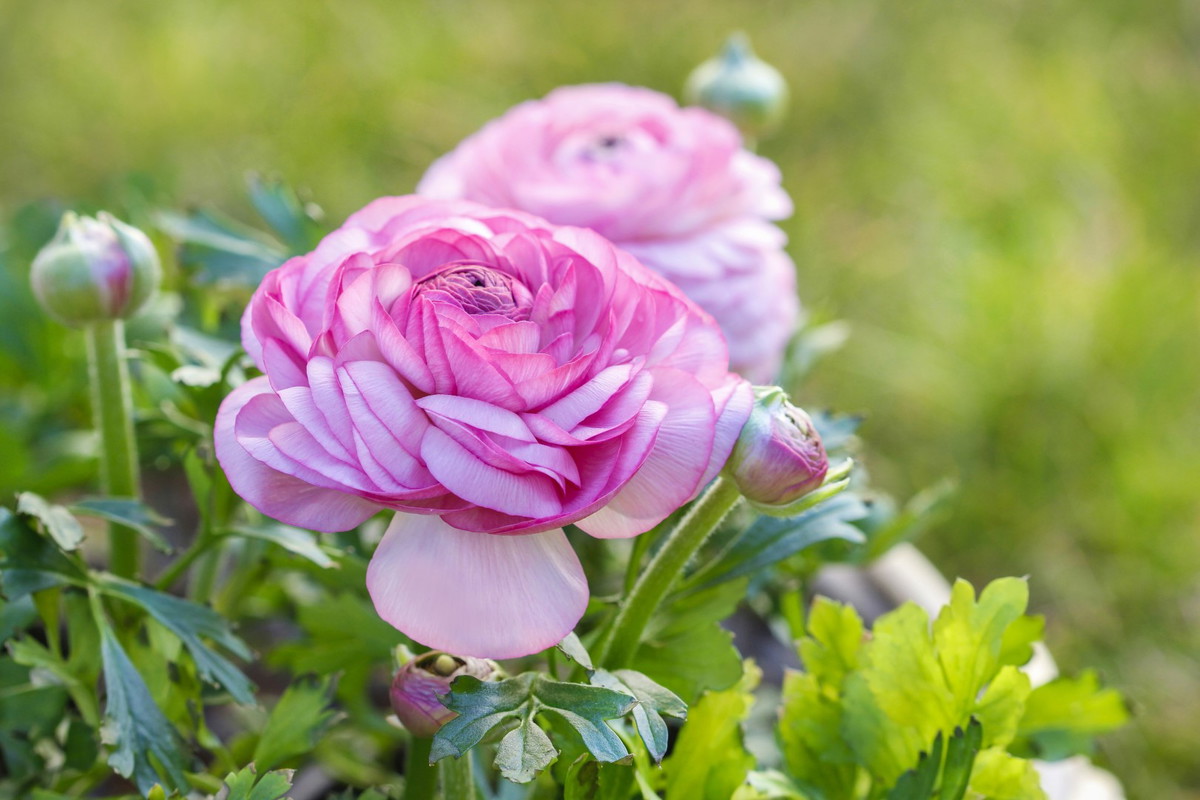 Jaskier azjatycki Ranunculus asiaticus