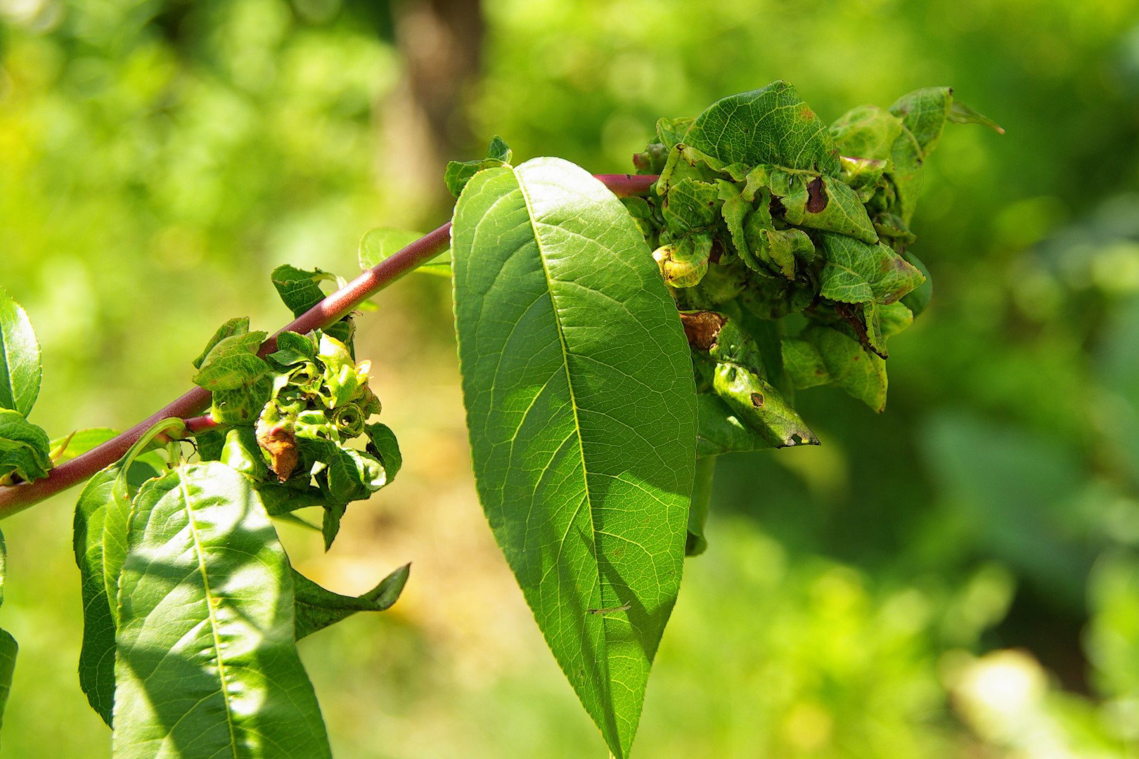 kędzierzawość liści brzoskwiń