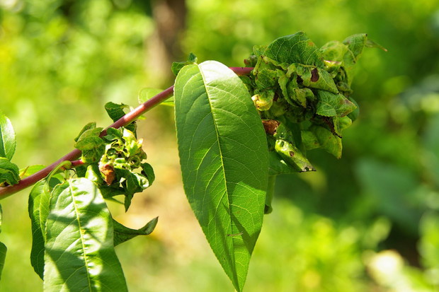 kędzierzawość liści brzoskwiń