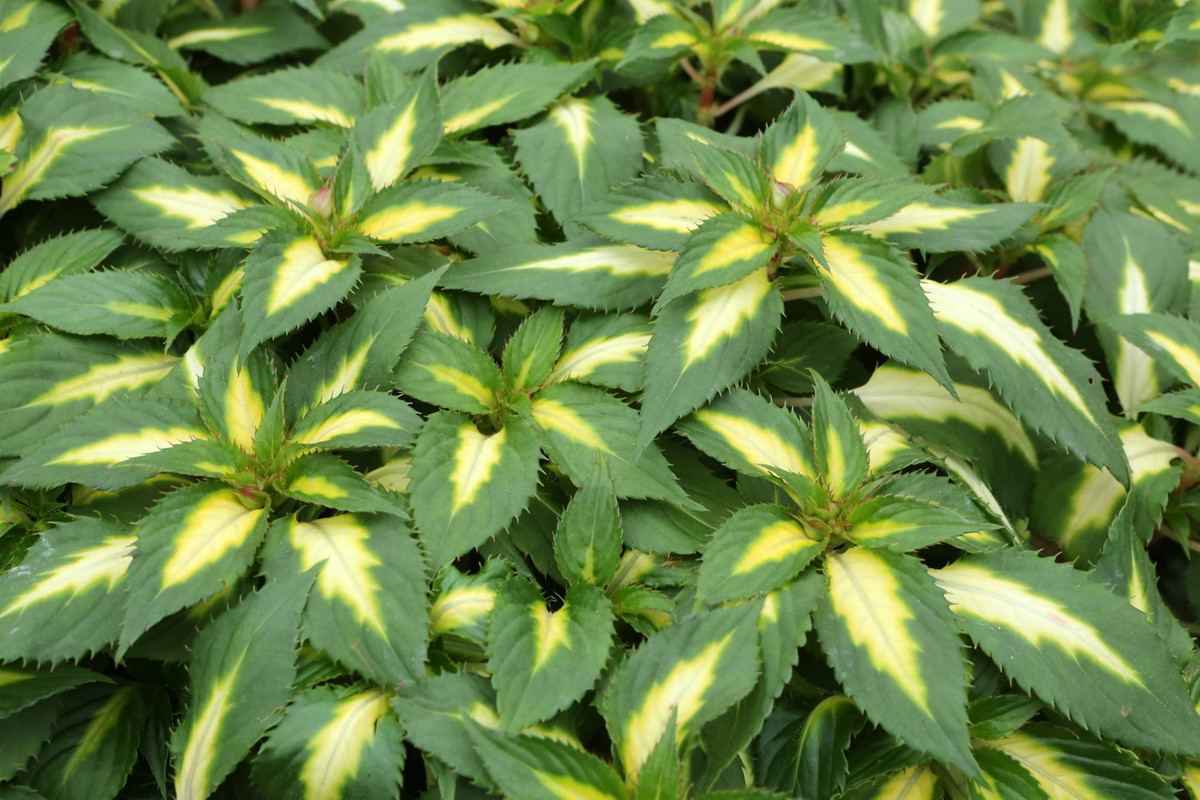 Koleus Blumego Plectranthus scutellarioides