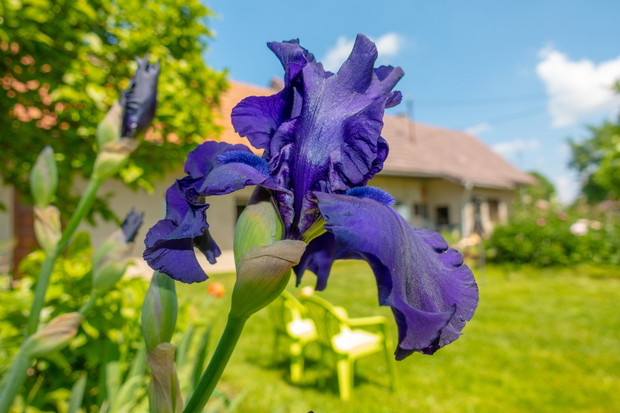 kosaciec bródkowy Iris x barbata
