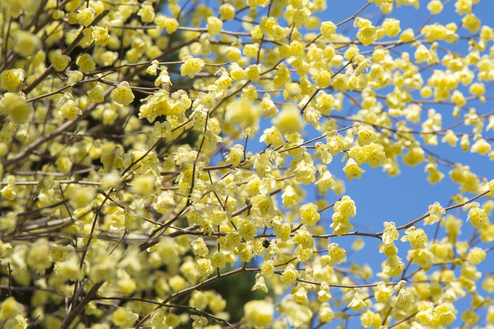 leszczynowiec corylopsis pauciflora