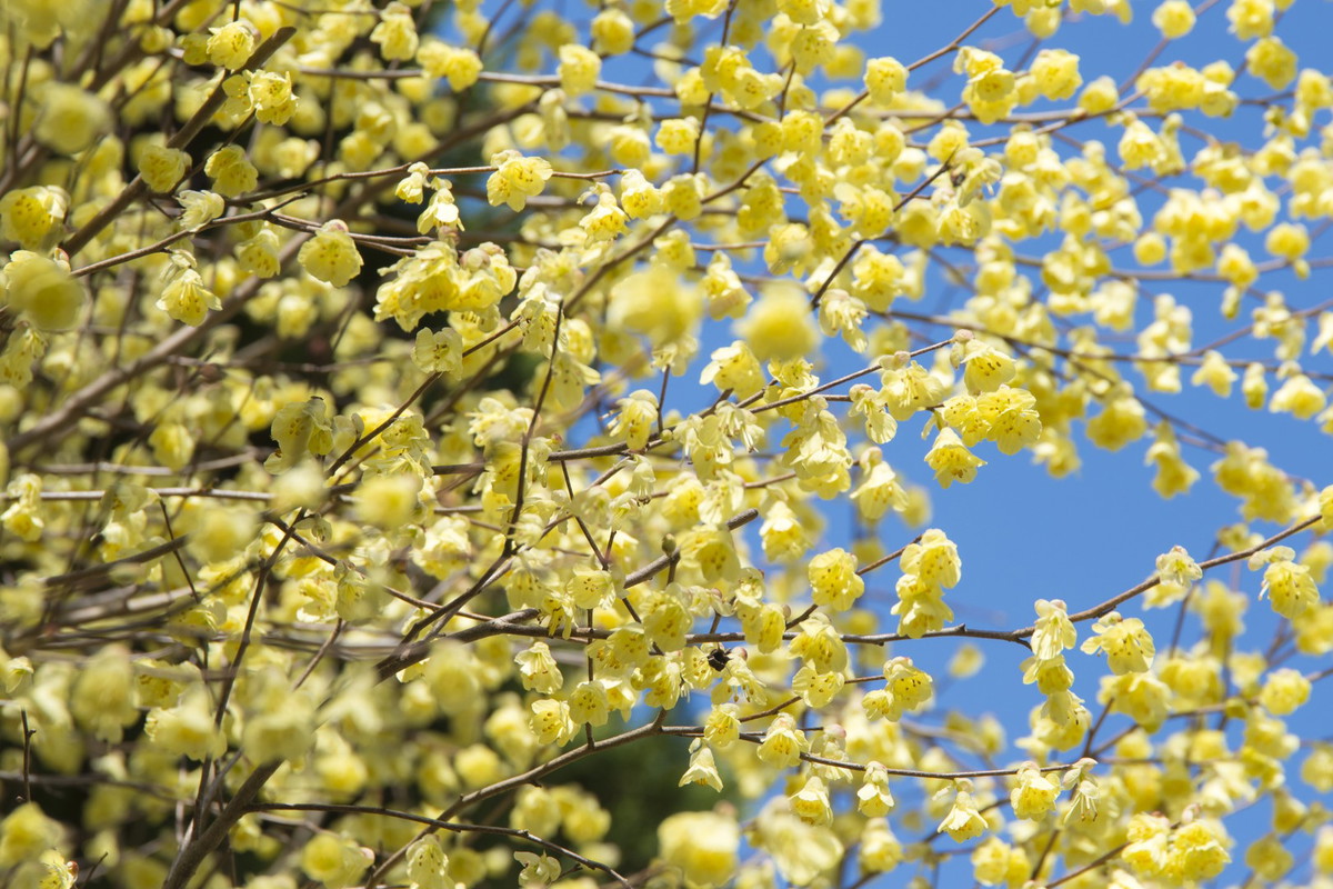 leszczynowiec corylopsis pauciflora