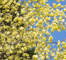 leszczynowiec corylopsis pauciflora