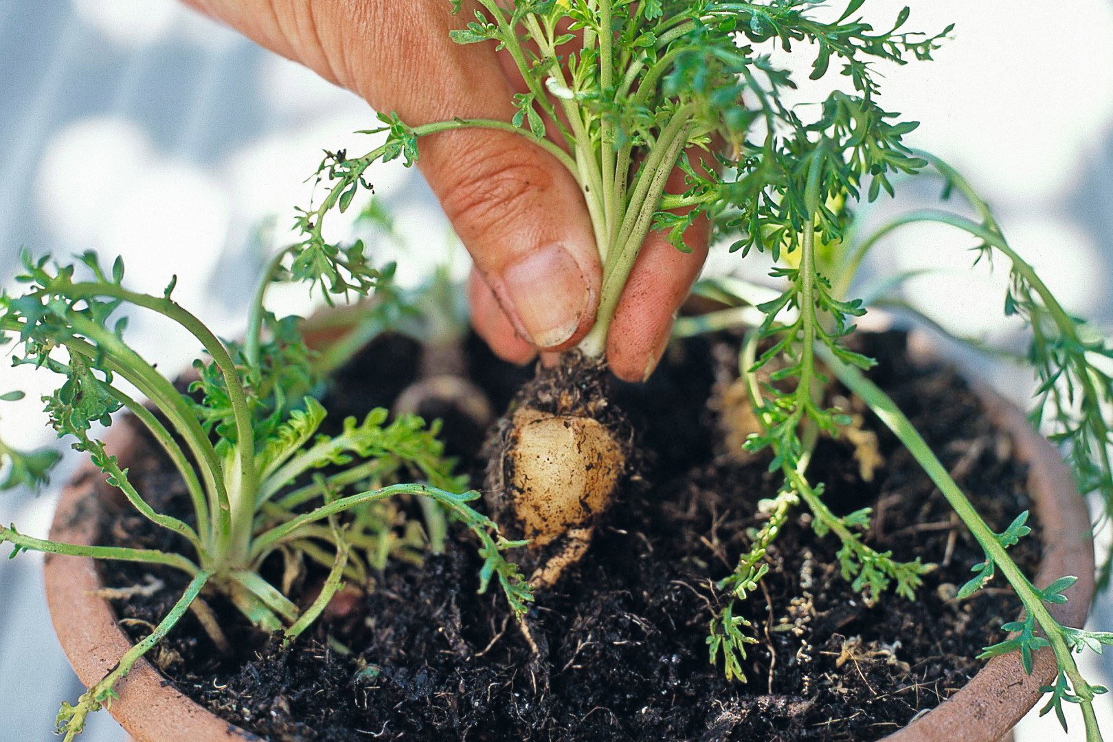 maca uprawa doniczkowa