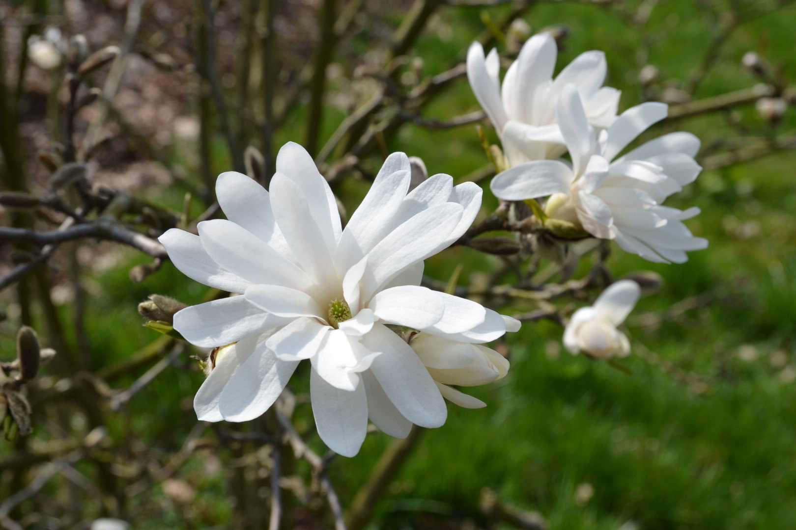 magnolia gwiaździsta magnolia stellata
