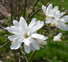 magnolia gwiaździsta magnolia stellata