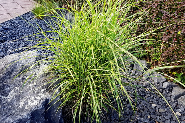 Miskant Miscanthus