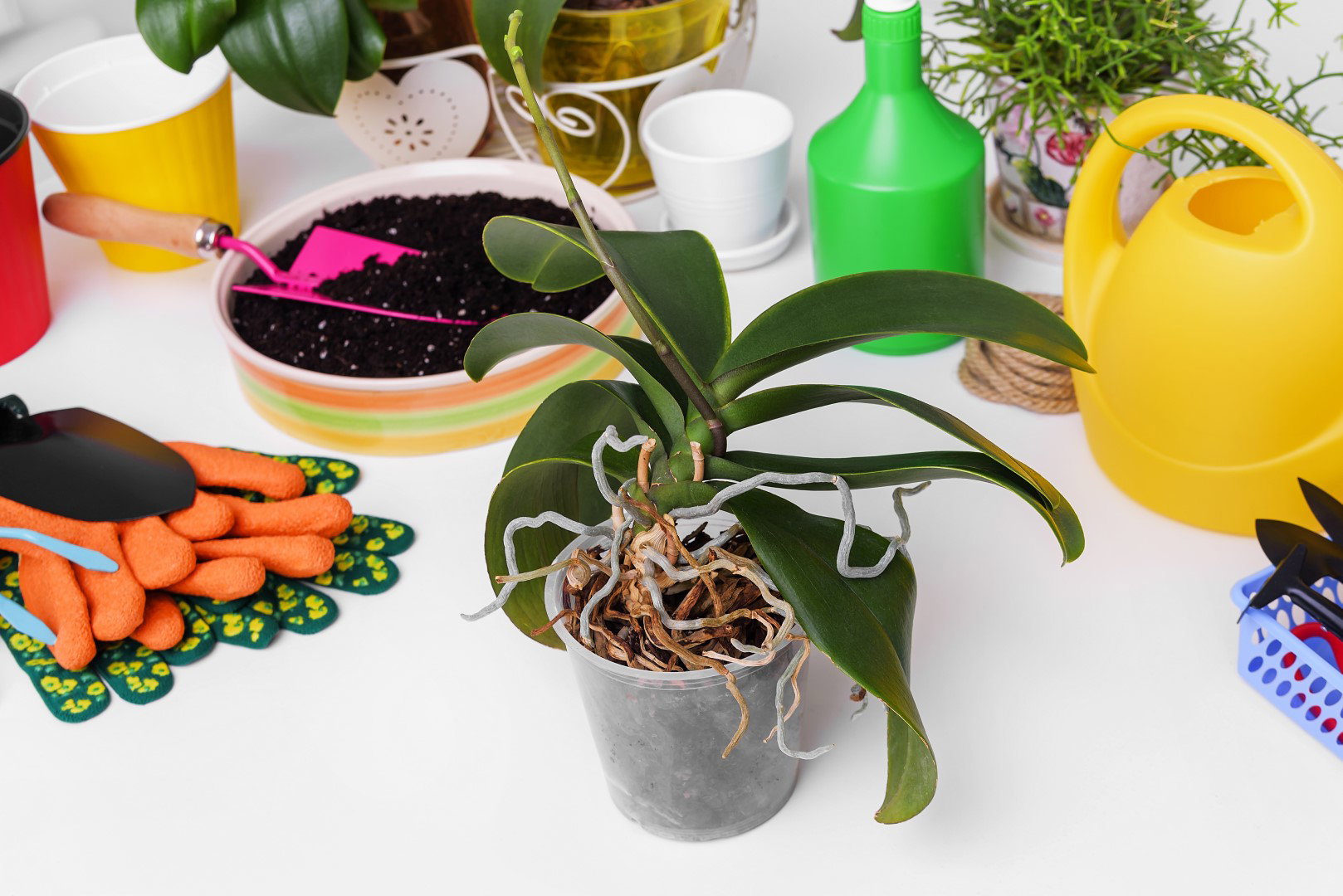 nawożenie storczyków