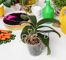 nawożenie storczyków