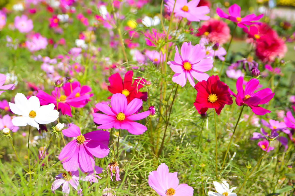 onętek cosmos bipinnatus