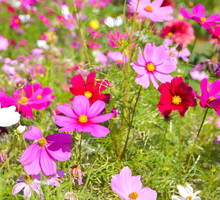 onętek cosmos bipinnatus