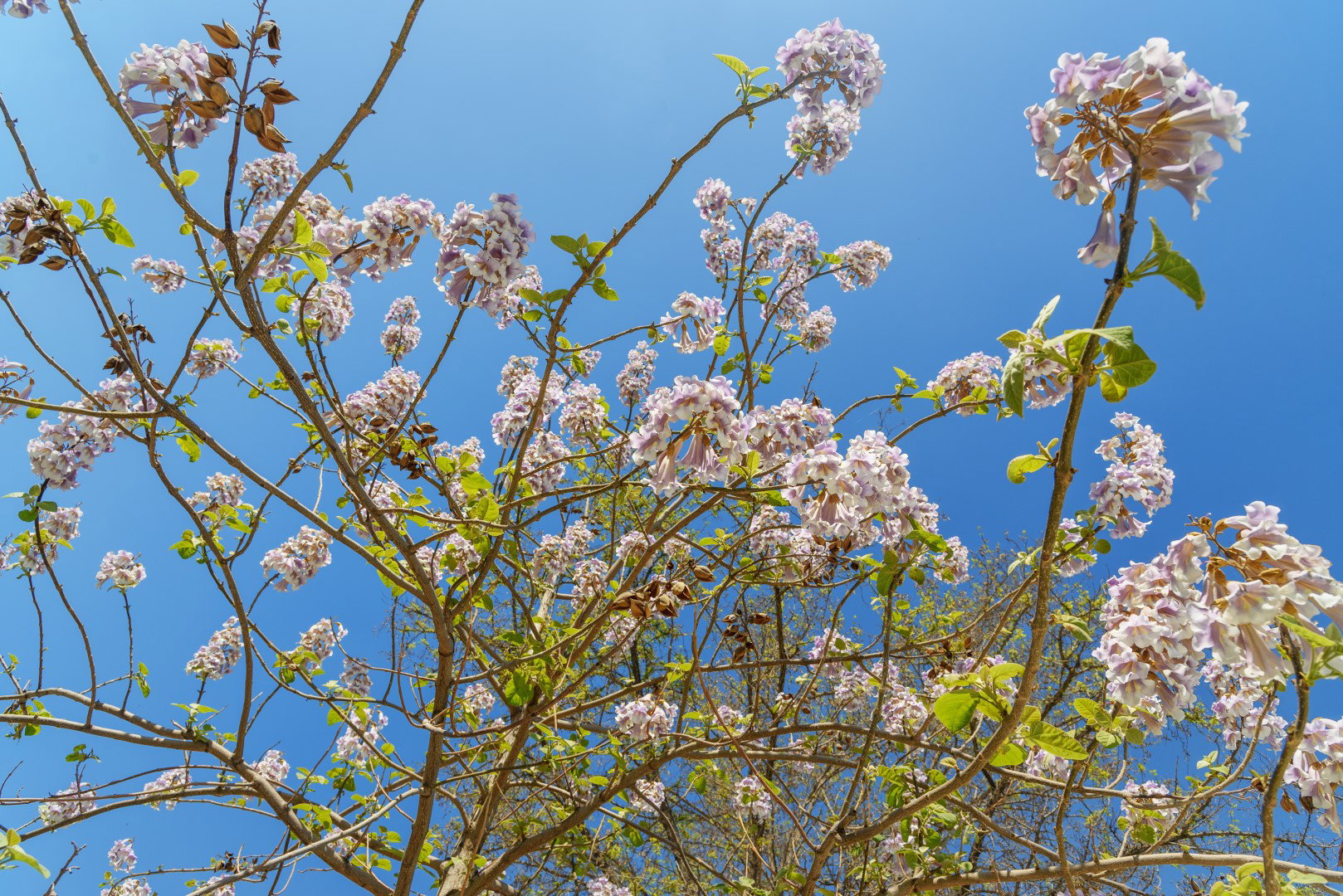 Paulownia tomentosa