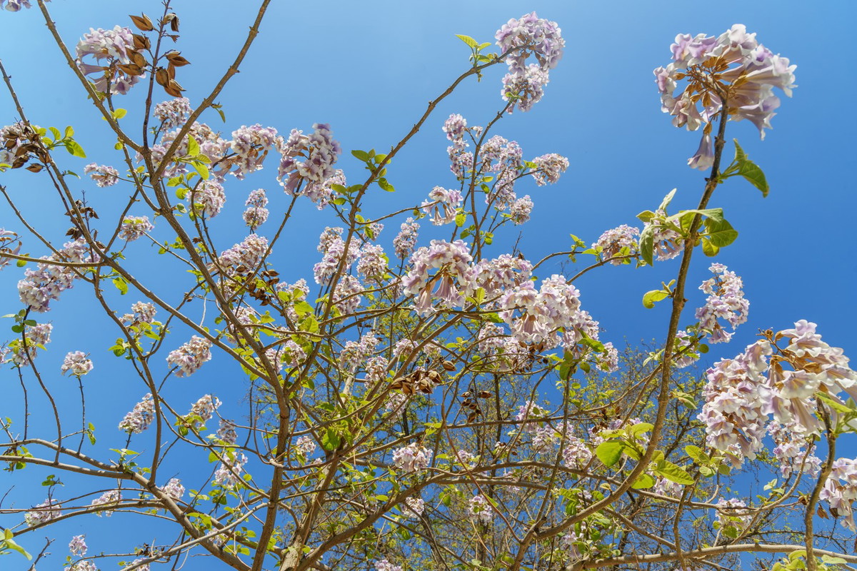 Paulownia tomentosa