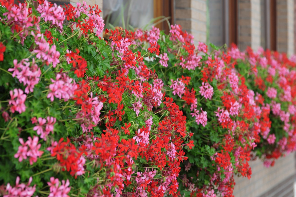 pelargonia geranium
