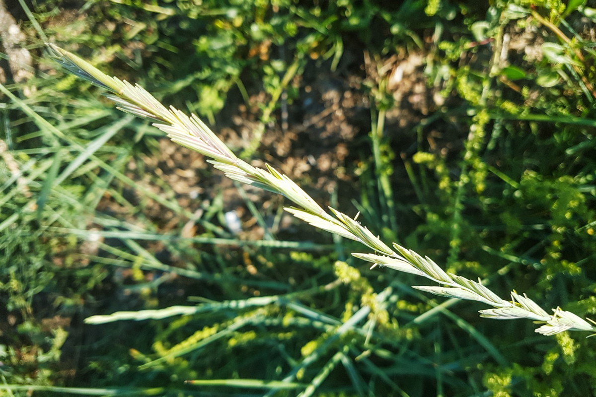 perz elymus
