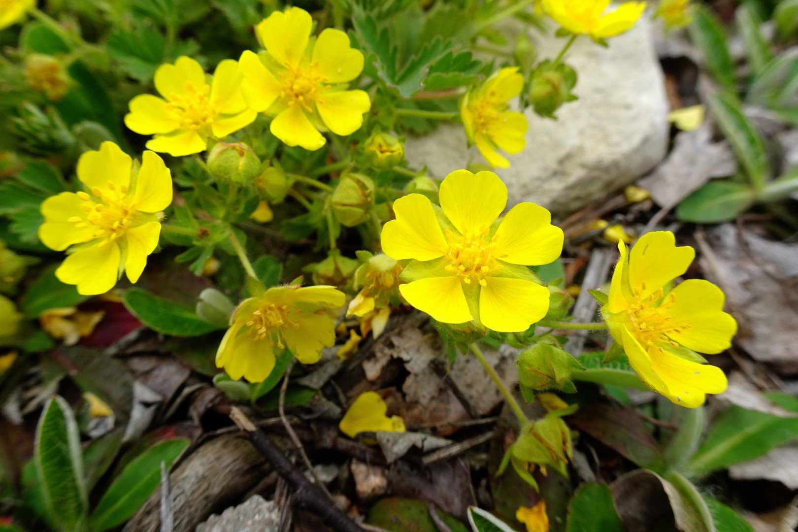 pięciornik potentilla