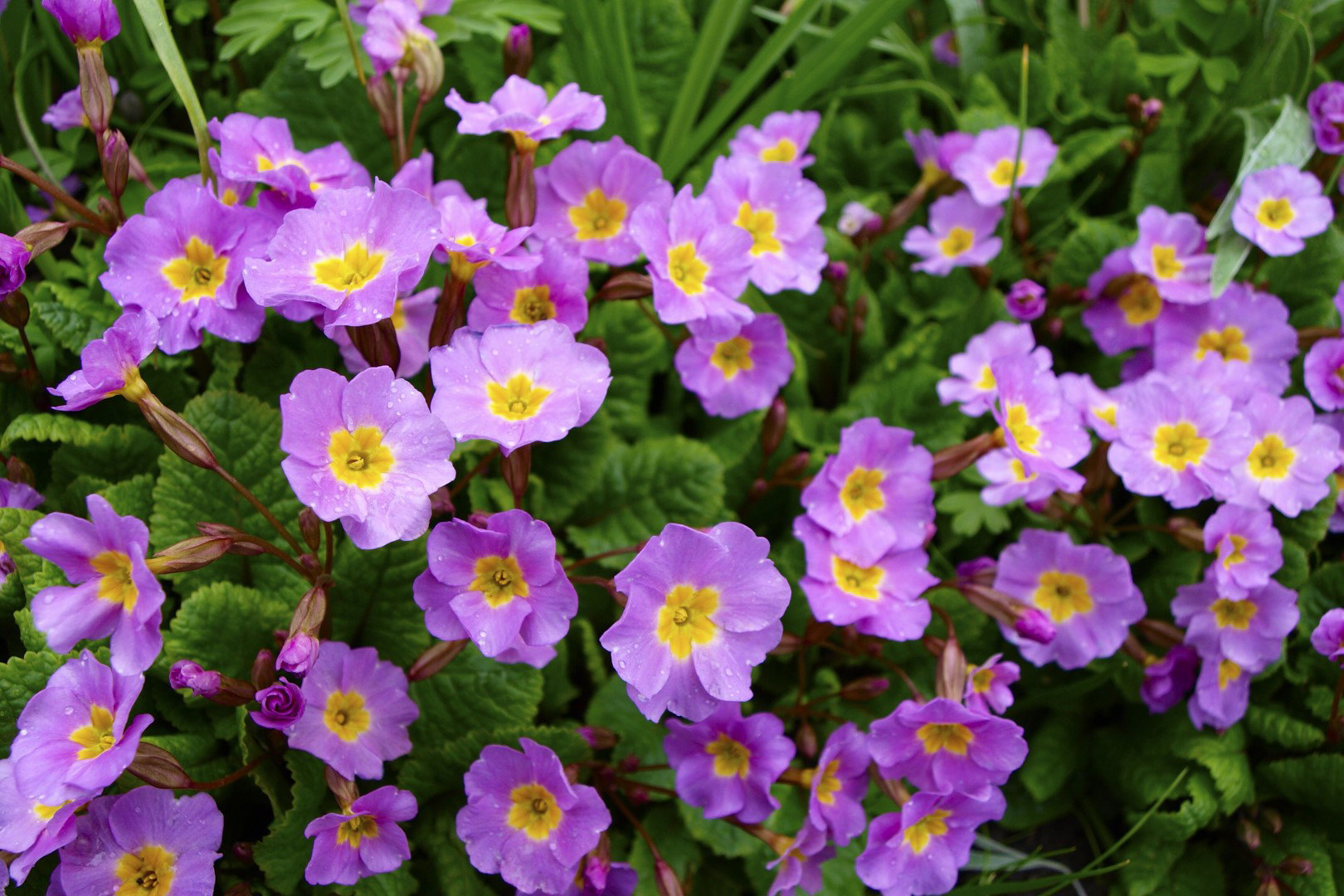 Pierwiosnek gruziński primula juliae