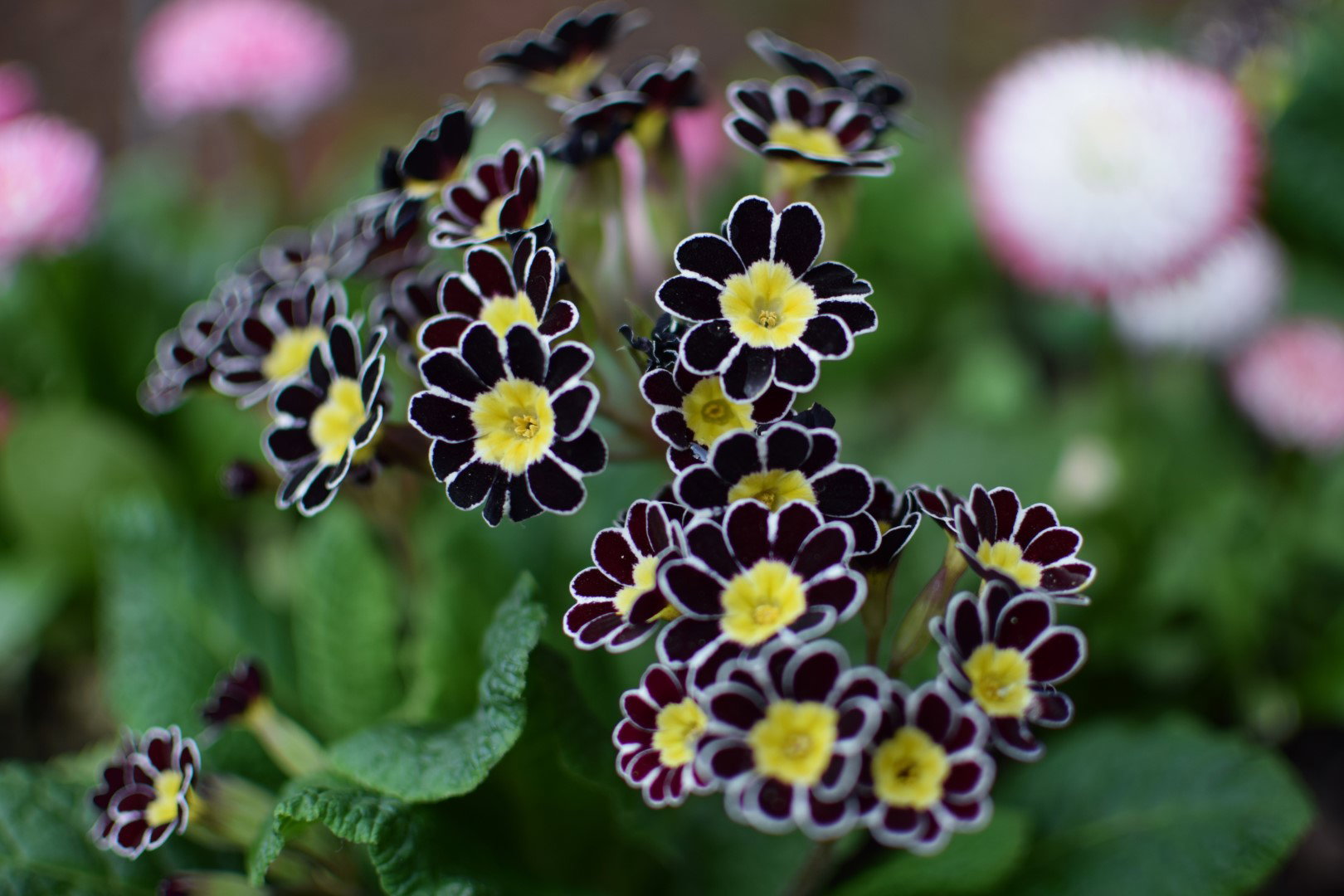Pierwiosnek wyniosły Primula Elatior Gold Lace