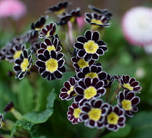 Pierwiosnek wyniosły Primula Elatior Gold Lace
