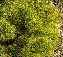 Pinus mugo ‘Ophir’