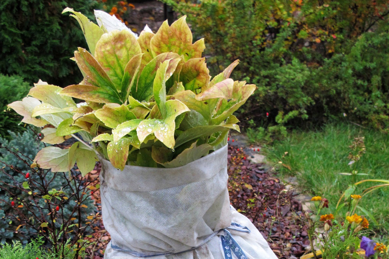 piwonia drzewna pod osłoną