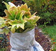 piwonia drzewna pod osłoną