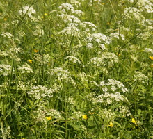 podagrycznik pospolity Aegopodium podagraria