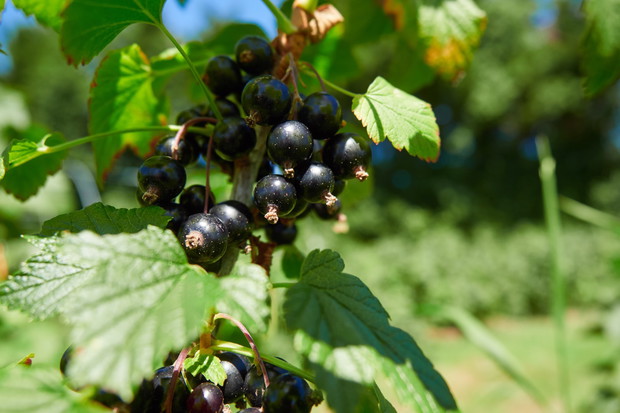 porzeczka czarna ribes nigrum