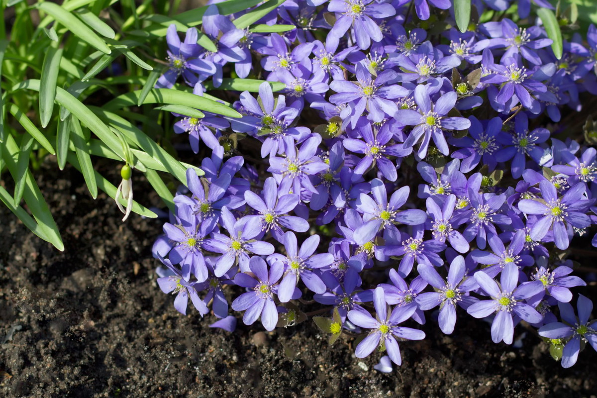 przylaszczka Anemone hepatica