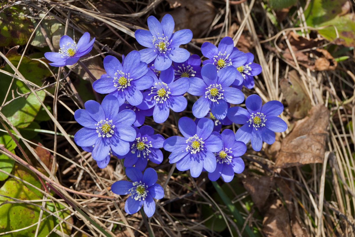 Przylaszczka pospolita Hepatica nobilis