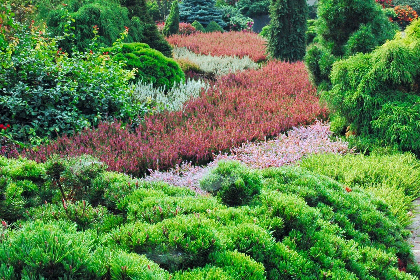 rośliny na suchej działce