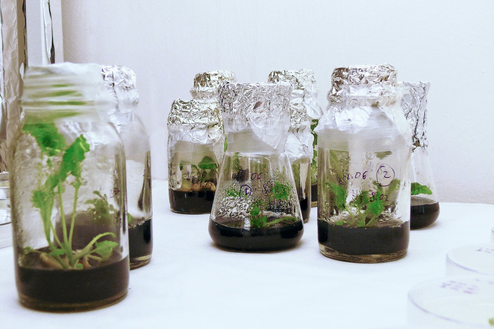 rozmnażanie roślin in vitro