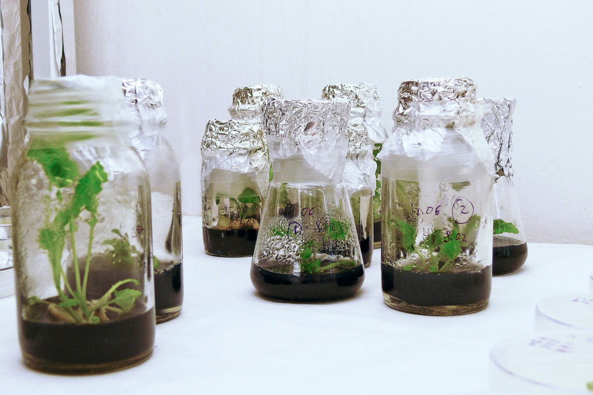 rozmnażanie roślin in vitro