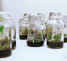 rozmnażanie roślin in vitro