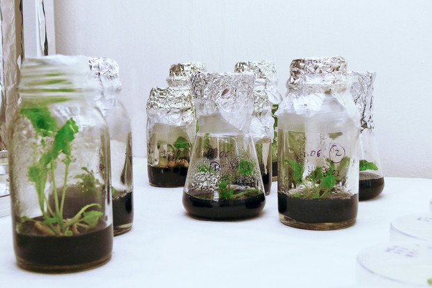 rozmnażanie roślin in vitro