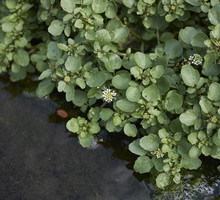 rukiew wodna nasturtium officinale